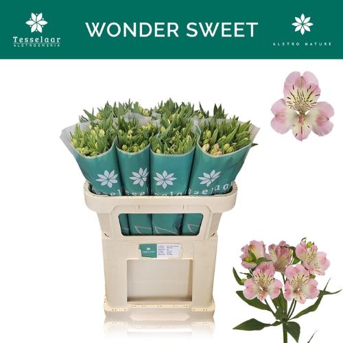 Alstroemeria Wonder Sweet