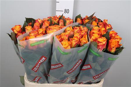 Rosa grootbloemig Marie-Claire!