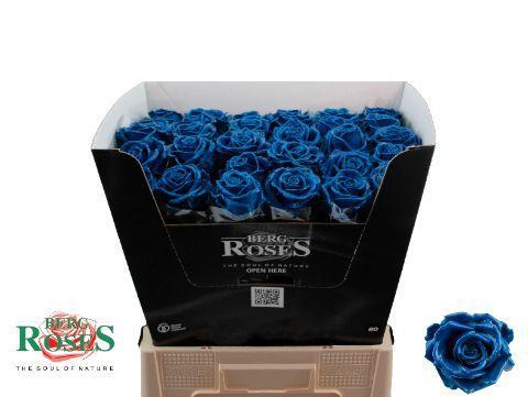 Rosa grootbloemig gewaxt H%