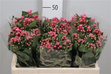 Bouvardia enkelbloemig Royal Roza