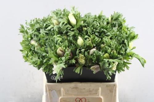 Anemone coronaria 'Galil Pastel'