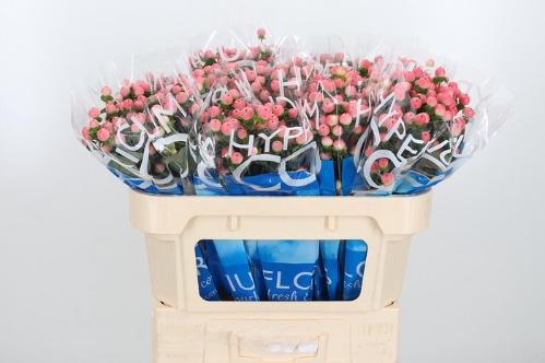 Hypericum androsaemum Coco Tiamo