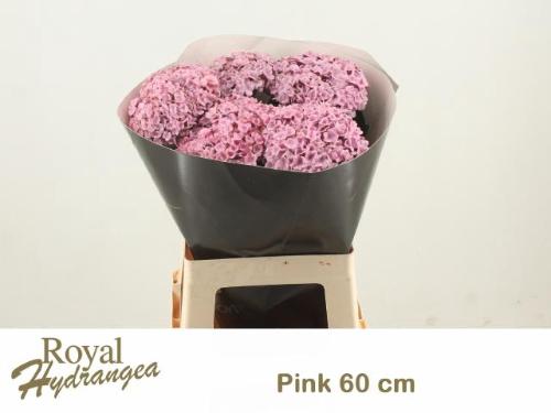 Hydrangea overig kleurbehandeld H%