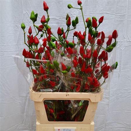 Capsicum annuum 'Xmas'