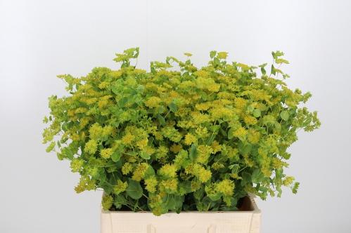 Bupleurum griffithii