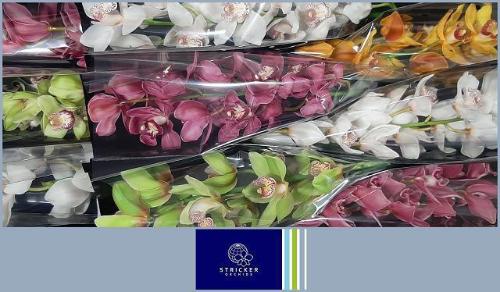 Cymbidium grootbloemig per tak gemengd