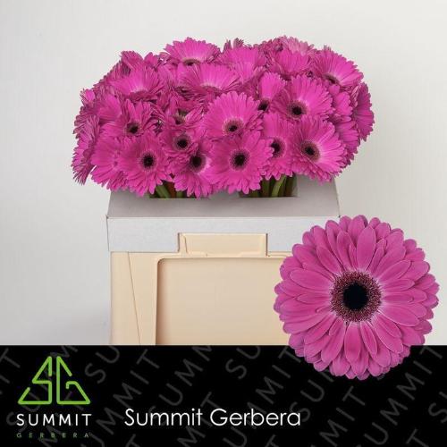 Gerbera grootbloemig Rich