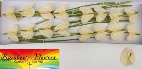 Anthurium Andreanum Grp Moments