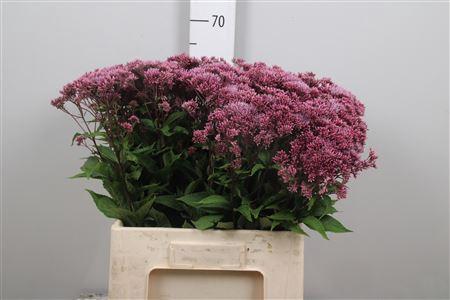 Eupatorium purpureum