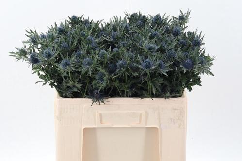 Eryngium Aquarius Questar