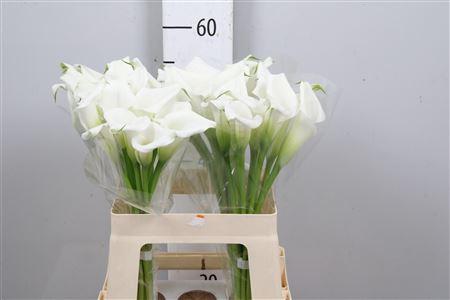 Zantedeschia 'Crystal Blush'