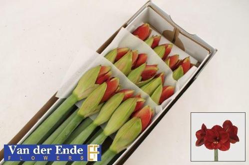 Hippeastrum Galaxy Grp 'Ferrari'