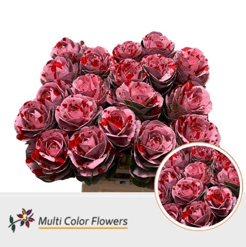 Brassica oleracea kleurbehandeld H%