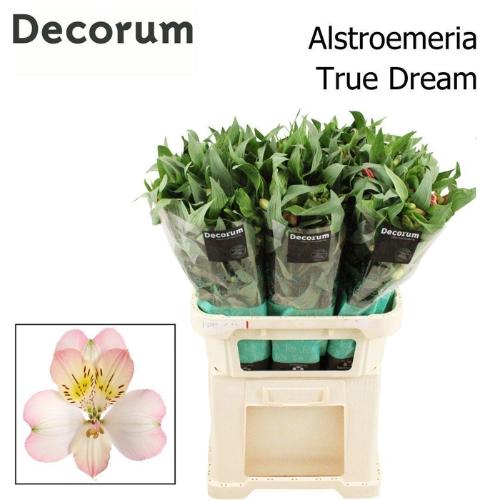 Alstroemeria True Dream