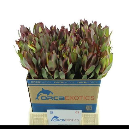 Leucadendron 'Senorita'
