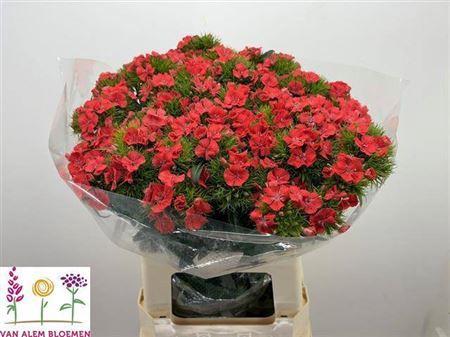Dianthus barbatus 'Sweet Will Coral'