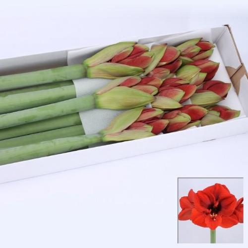 Hippeastrum Galaxy Grp 'Ferrari'