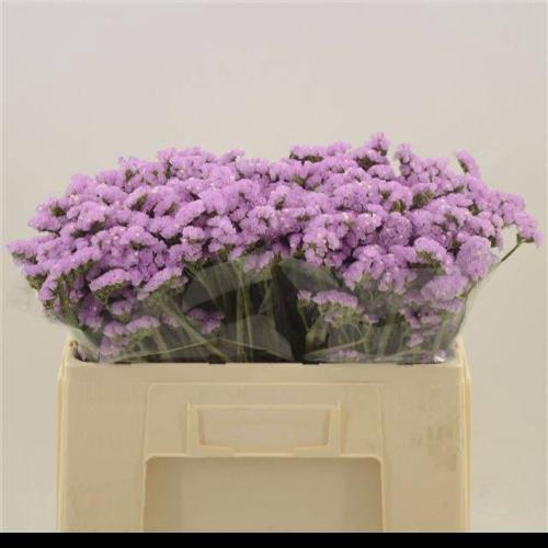 Limonium sinuatum Fantasia Wings