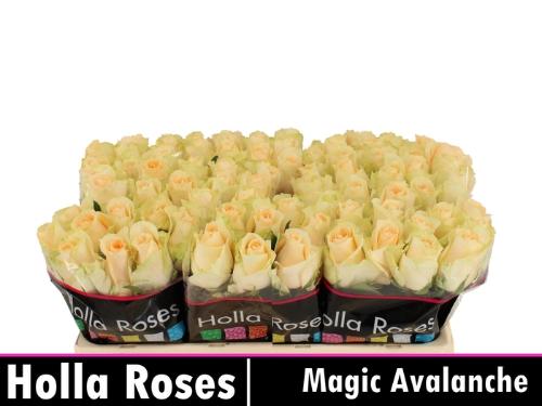 Rosa grootbloemig Magic Avalanche+