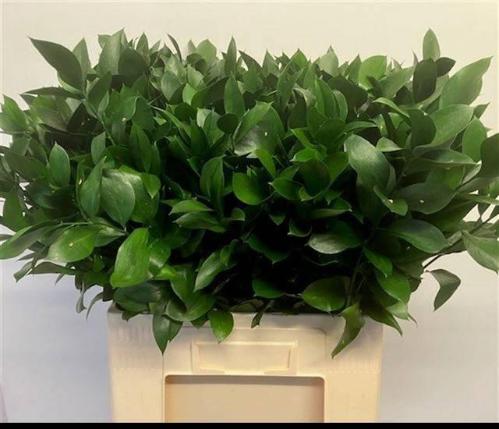 Ruscus hypophyllum (groot blad)