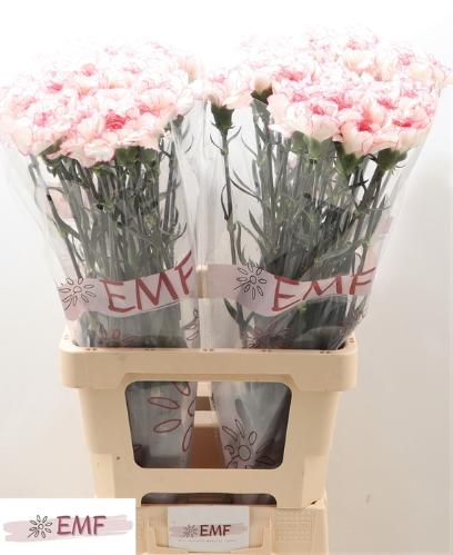 Dianthus standaard 'Pastel Damascus'