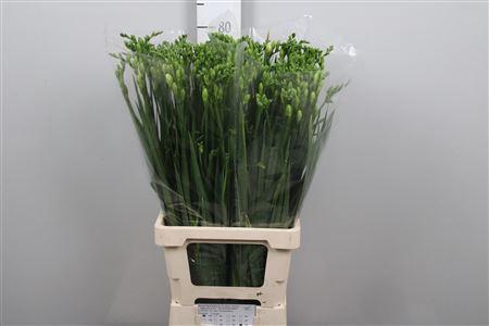Freesia dubbelbloemig Versailles