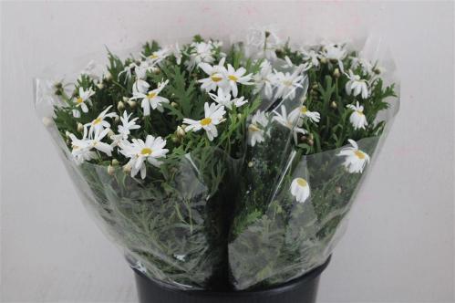 Leucanthemum vulgare overig