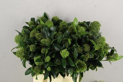 Skimmia per bos overig