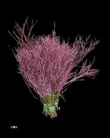 Vaccinium kleurbehandeld H%