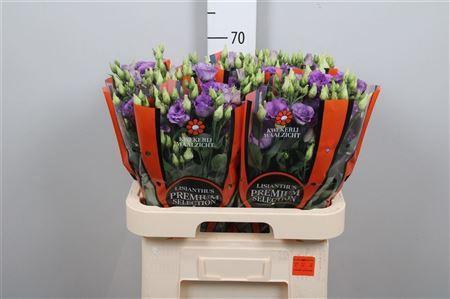 Eustoma russellianum gevuldbloemig 'Corelli Lavender'