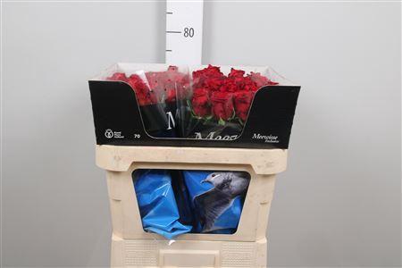 Rosa grootbloemig Red Naomi!