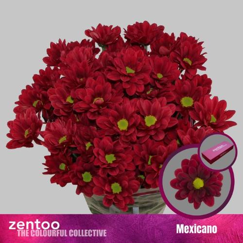 Chrysanthemum (Indicum Grp) tros Mexicano