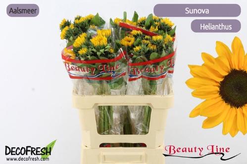 Helianthus annuus Sunova