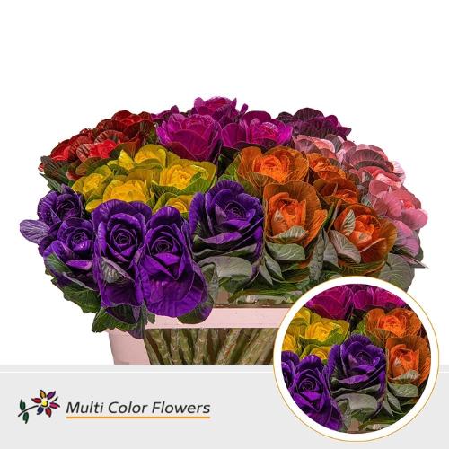 Brassica oleracea kleurbehandeld H%