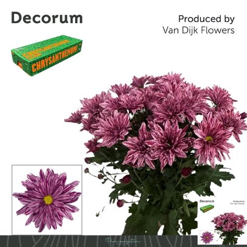 Chrysanthemum Indicum Grp tros kas Stellini