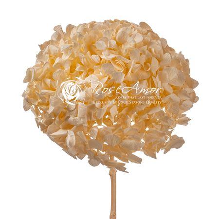 Rosa grootbloemig kleurbehandeld H%