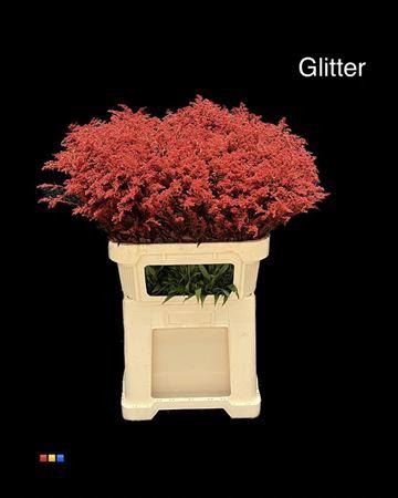 Solidago kleurbehandeld H%