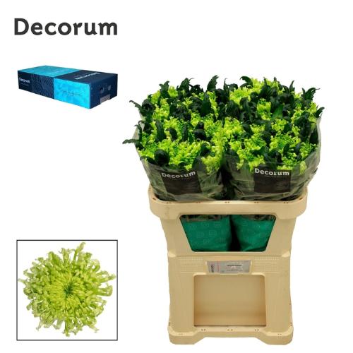 Chrysanthemum (Indicum Grp) geplozen Antenna