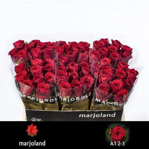 Rosa grootbloemig Red Naomi!