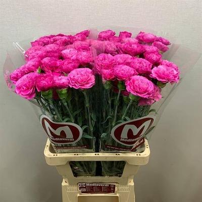 Dianthus standaard Haiku