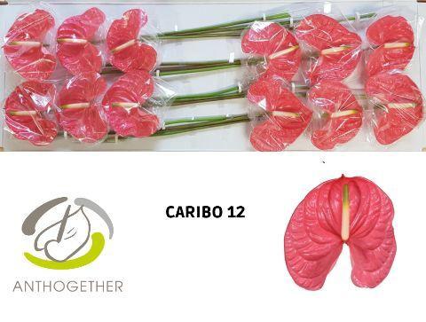 Anthurium (Andreanum Grp) Caribo