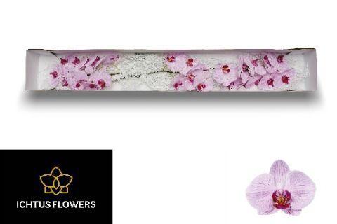 Phalaenopsis per bloem Shanghai