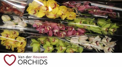 Cymbidium grootbloemig per tak gemengd