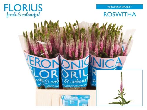 Veronica Clea Roswitha