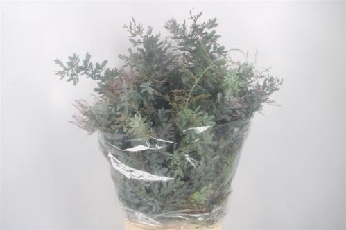 Acacia baileyana bloeiend per bos 'Purpurea'