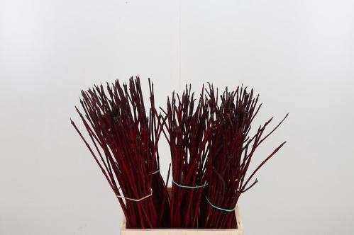 Cornus alba 'Sibirica'