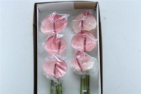 Anthurium Andreanum Grp Maxima Elegancia