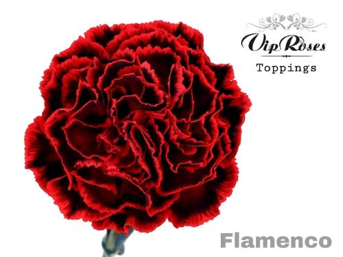 Dianthus standaard kleurbehandeld H%