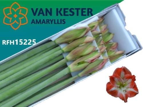 Hippeastrum Galaxy Grp 'Minerva'