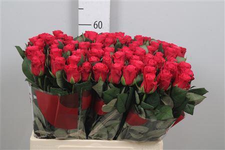 Rosa grootbloemig Tacazzi+